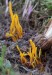 kyjovečka krásná (Houby), Clavulinopsis laeticolor (Fungi)
